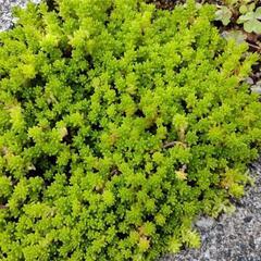 多肉植物セダム等の画像