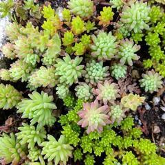 多肉植物セダム等の画像