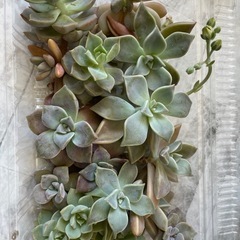多肉植物カット苗、葉挿し