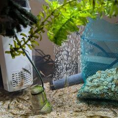 【格安】ミナミヌマエビ🦐の画像