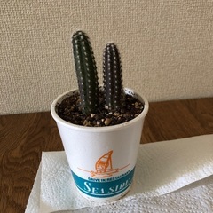 サボテン、植物
