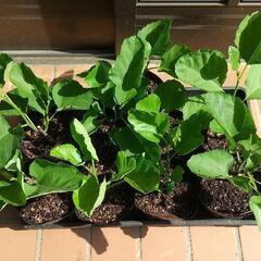 イチジク（ホワイトイスキア）2年目の画像