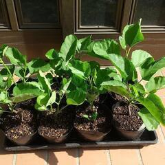 イチジク（ホワイトイスキア）2年目の画像