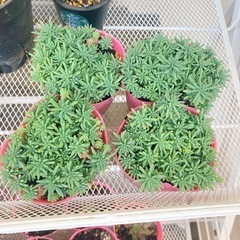 多肉植物　セダム　B