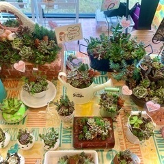 多肉植物寄せ植えワークショップ