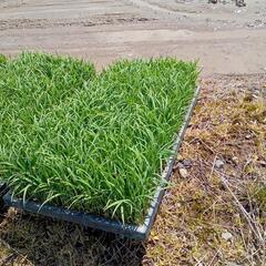 こしいぶき苗（ドロ追い虫殺虫剤添付済）