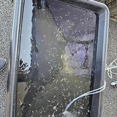 ちょっくまにて