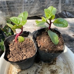 つるむらさき