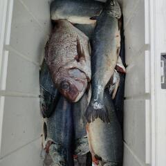 海上釣り堀にご一緒しませんか？