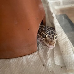 ヒョウモントカゲモドキ　ハイポタンジェリン　アルビノ2匹