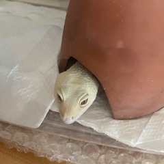ヒョウモントカゲモドキ　ハイポタンジェリン　アルビノ2匹 - 松戸市