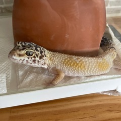 ヒョウモントカゲモドキ　ハイポタンジェリン　アルビノ2匹 - その他
