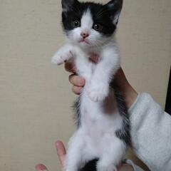 再募集 2ヶ月くらいの子猫ちゃん