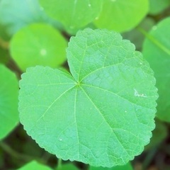 女性の友達募集🍀