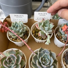 多肉植物エケベリア他の画像