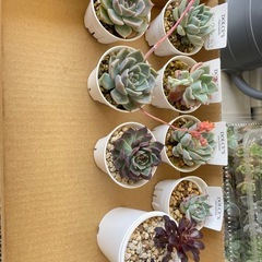 多肉植物エケベリア他