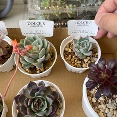 多肉植物エケベリア他の画像