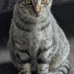 飼い主が他界してしまったお膝の上が大好きな人懐こいキジトラくん