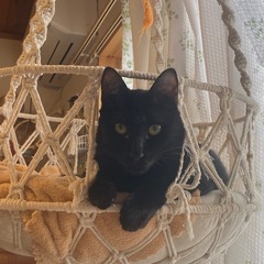 【空(仮名)】 美しいイケメン黒猫 ❋ 男の子  - 長崎市