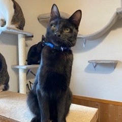 【空(仮名)】 美しいイケメン黒猫 ❋ 男の子 