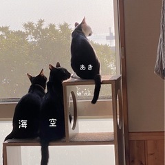 【空(仮名)】 美しいイケメン黒猫 ❋ 男の子  − 長崎県