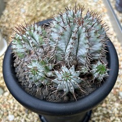 ユーフォルビアホリダ