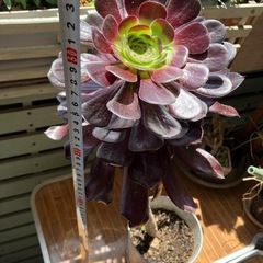 アオエニウム、黒法師、観葉植物、インテリアに。