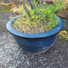 大きな鉢植え