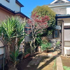 【埼玉県所沢市の皆さまへ】伸びてきた庭木の伐採お任せください🌲✂️