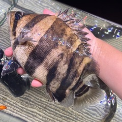 ダトニオ　リアルバンド　プラスワン　ポリプテルス　プレコ　スネー...
