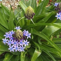 シラー　ベルビアナ　球根植物