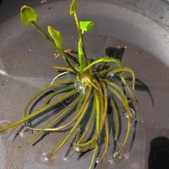 ガガブタひと株🍀水草水上葉睡蓮