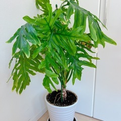 観葉植物　ヒトデカズラ
