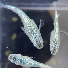 サボテンメダカ 