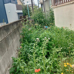 【埼玉県川越市の皆さまへ】草刈り・除草・雑草対策ならお任せ…