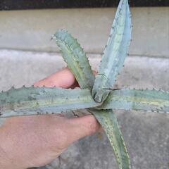 アガベ　アメリカーナエクスパンサ