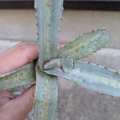 アガベ　アメリカーナエクスパンサの画像