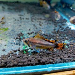 アピストグラマ・カカトイデス　ダブルレッド　オス単体　熱帯魚　ア...