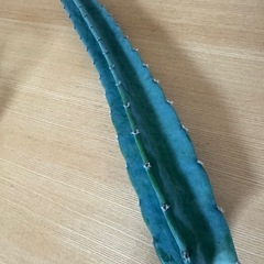 柱サボテン きり苗