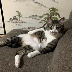 里親募集中！