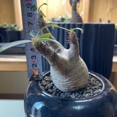 グラキリス