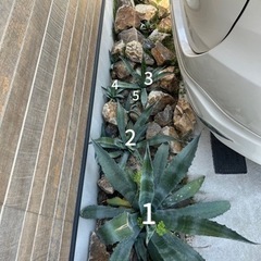 アガベ アメリカーナ 植物 多肉植物 ガーデニング 南国 