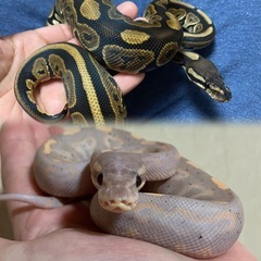 ボールパイソン 、爬虫類好きの方