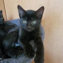 生後1ヶ月の黒猫です