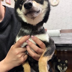 極小豆柴　1歳8ヶ月　体重3キロ代