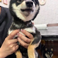 極小豆柴　1歳8ヶ月　体重3キロ代 - 鹿児島市