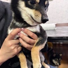 極小豆柴　1歳8ヶ月　体重3キロ代 - 犬