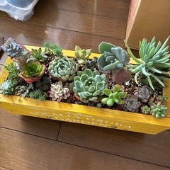5月4日　多肉植物　フリーマーケット　東海道どまんなか市