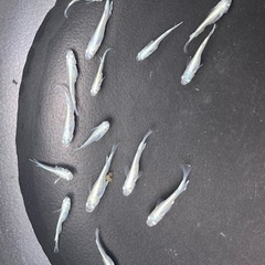 メダカ　幹之めだか④ 成魚約15匹