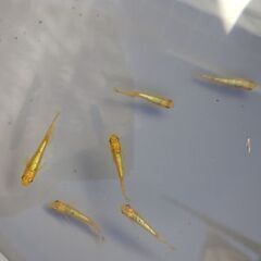 メダカ　【サンシャイン】　若魚　雄５匹　雌１匹